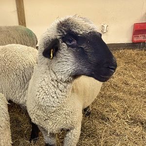 Meet your Posher, Hope